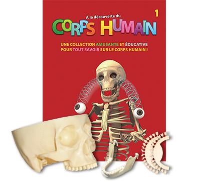 Kit de Découverte - Squelette humain